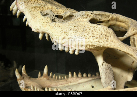 Crocodile skull. Toothy crocodile muzzle skeleton as an interior