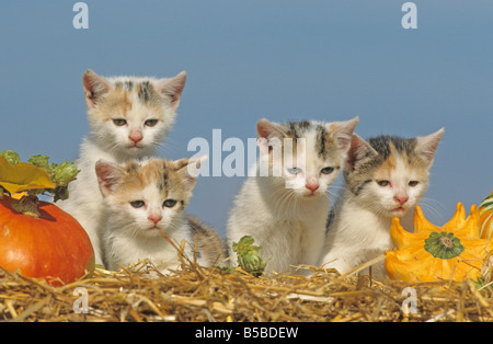 Domestic Cat (Felis catus, Felis silvestris), four kitten on straw between pumpkins Stock Photo