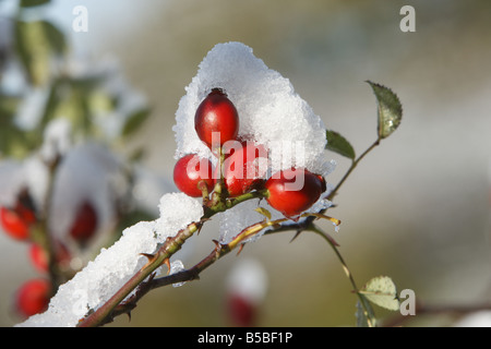 Red rose hips on a snow covered bush Stock Photo