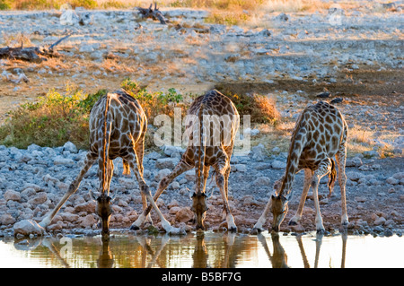 Three Giraffes (Giraffa camelopardalis) Drinking in Etosha National Park, Namibia Stock Photo