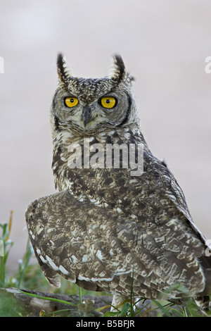 Spotted eagle owl, Kgalagadi Transfrontier Park, encompassing the former Kalahari Gemsbok National Park, Africa Stock Photo