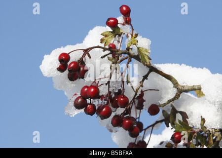 Red berries on a branch of a snow covered hawthorn bush Stock Photo