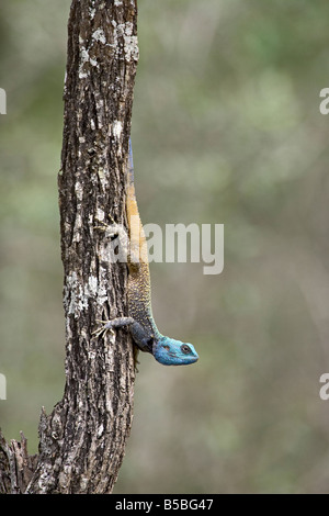 Southern Tree Agama (Acanthocerus atricollis), Imfolozi Game Reserve, South Africa, Africa Stock Photo