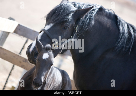 Percheron mare with foal at her side standing in a barn yard. Stock Photo