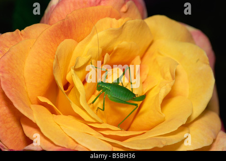 Speckled bush cricket Leptophyes punctatissima on rose United Kingdom Europe Stock Photo