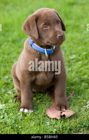 Young chocolate coloured labrador puppy Bewdley Worcs UK Stock Photo