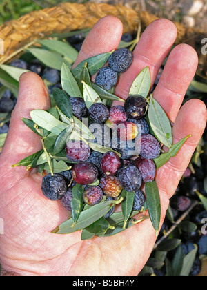 Harvesting olives Stock Photo