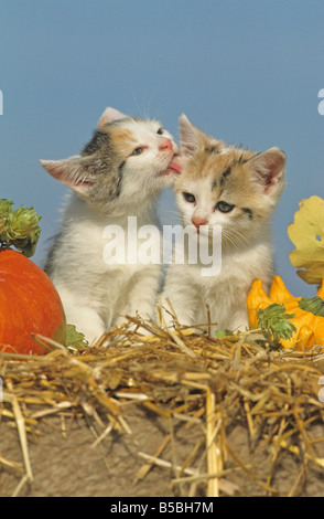 Domestic Cat (Felis catus, Felis silvestris) two kitten on straw between pumpkins Stock Photo