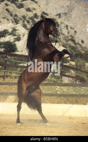 Andalusian Horse (Equus caballus), stallion rearing up Stock Photo