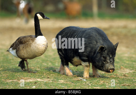 Canada Goose (Branta candensis) and Pot-bellied Pig (Sus scrofa domestica) taking a walk together Stock Photo
