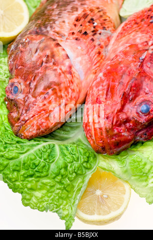 Fresh fish with cabbage and lemon Isolated on white Stock Photo