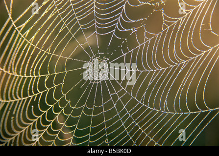 Early morning dew on spider's web, Derbyshire, England, Europe Stock Photo