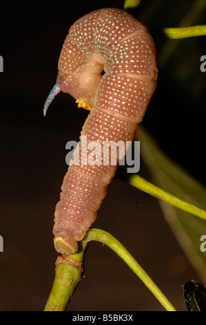 Lime Hawk Moth caterpillar Stock Photo