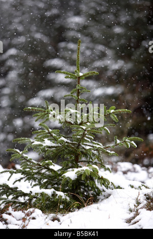 cindersap forest winter trees regrow cindersap forest winter trees regrow