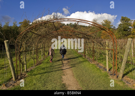 The vineyard at Groombridge Place in Kent England UK Stock Photo