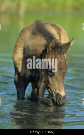 Paso Fino (Equus caballus), foal standing in water while drinking Stock Photo