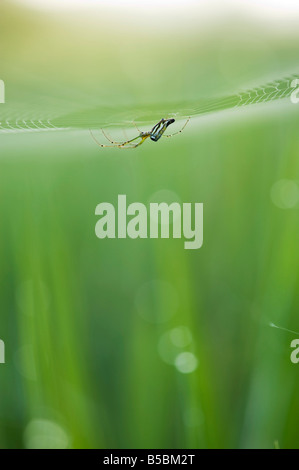 Delicate indian spider on its web in a paddy field in the Indian countryside. India Stock Photo