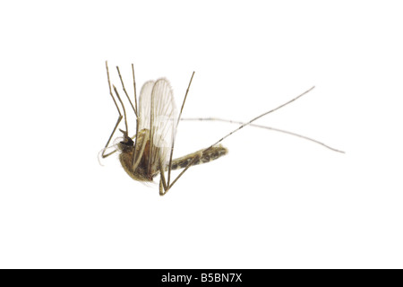 Dead mosquito isolated on white background Stock Photo