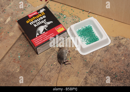 'field mouse' mouse 'house mouse' rentokil rentokill vermin poison dead killed Stock Photo