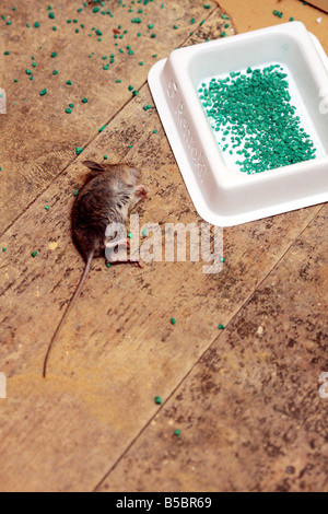 'field mouse' mouse 'house mouse' rentokil rentokill vermin poison dead killed Stock Photo