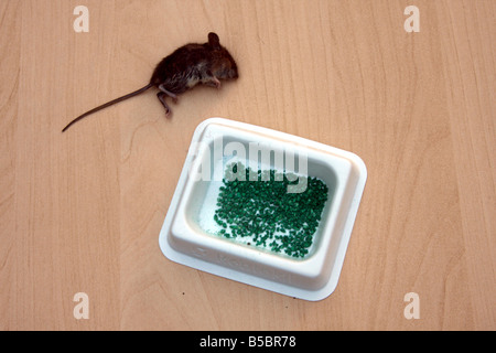 'field mouse' mouse 'house mouse' rentokil rentokill vermin poison dead killed Stock Photo