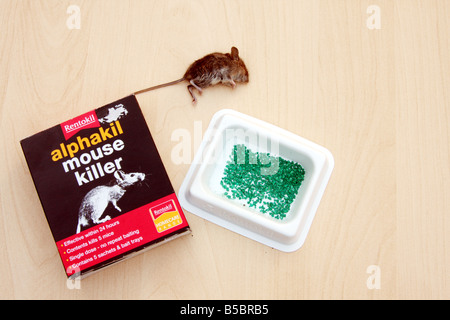 'field mouse' mouse 'house mouse' rentokil rentokill vermin poison dead killed Stock Photo