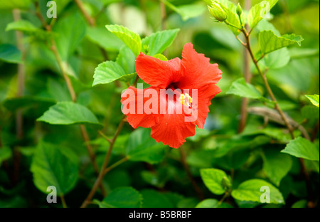 hibiscus flower Seychelles Stock Photo