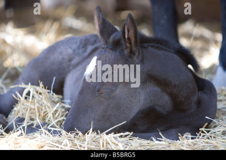 Sleeping percheron foal bathed in sunlight. Stock Photo