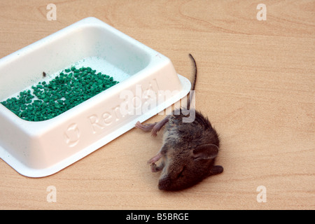 'field mouse' mouse 'house mouse' rentokil rentokill vermin poison dead killed Stock Photo