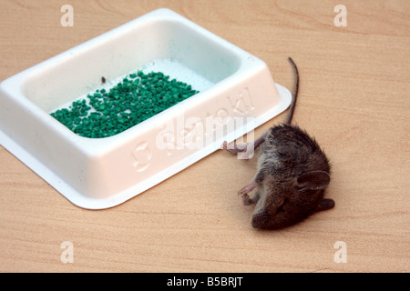 'field mouse' mouse 'house mouse' rentokil rentokill vermin poison dead killed Stock Photo