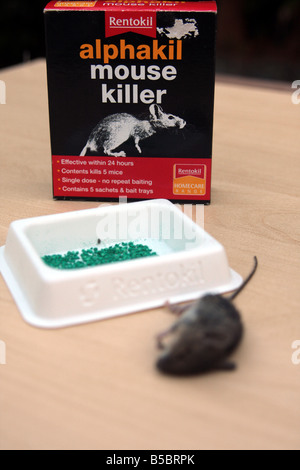 'field mouse' mouse 'house mouse' rentokil rentokill vermin poison dead killed Stock Photo