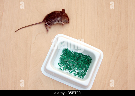 'field mouse' mouse 'house mouse' rentokil rentokill vermin poison dead killed Stock Photo