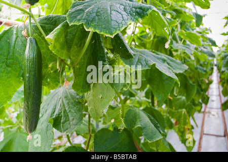 Growing English Cucumber, Cucumis Sativus, in a greenhouse Stock Photo