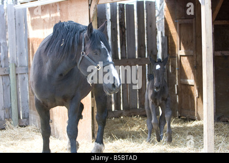 Percheron mare with foal at her side standing in a barn yard. Stock Photo