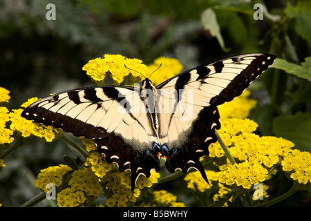 Black and White Zebra Swallowtail Butterfly Eurytides Marcellus on Yellow flowers Macro Close Up Stock Photo