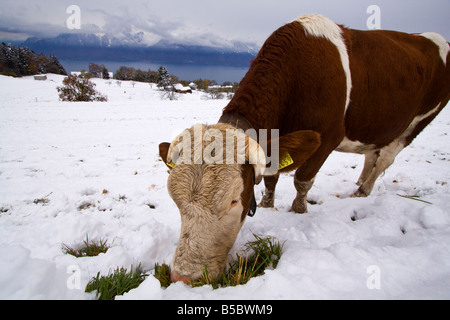 A Cow Looking for Food in the Snow in Switzerland Stock Photo