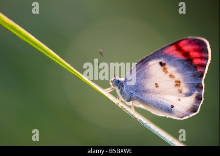 Colotis Danae. Crimson tip butterfly warming up on a grass stem in the Indian countryside. India Stock Photo