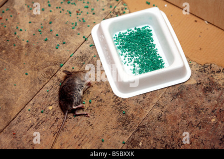 'field mouse' mouse 'house mouse' rentokil rentokill vermin poison dead killed Stock Photo