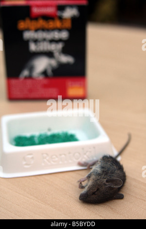 'field mouse' mouse 'house mouse' rentokil rentokill vermin poison dead killed Stock Photo