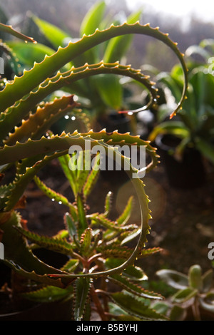 Aloe vera, Island La Palma, Canary Islands, Spain, Europe. Typical plant  species on La Palma from the genus of the aloes Stock Photo - Alamy