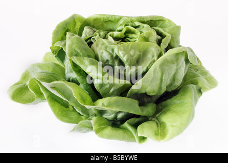 fresh lettuce butterhead type Stock Photo