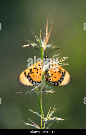 Acraea terpsicore. Tawny Coster butterfly on a grass stem in the Indian countryside. India Stock Photo
