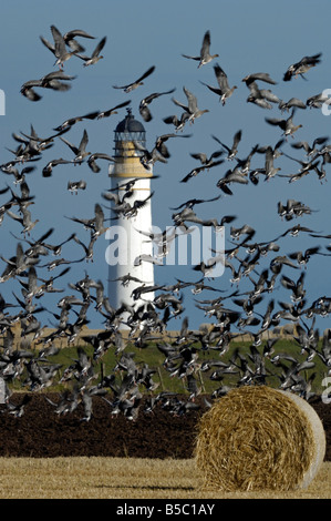 Pink Footed Geese at Scurdie Ness Lighthouse, Montrose, Angus, Scotland Stock Photo