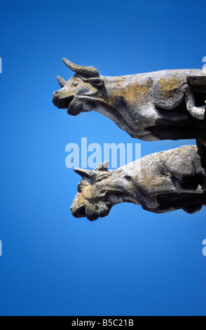 Avignon France Gargoyle - Temple Sant Martial  Cows Stock Photo