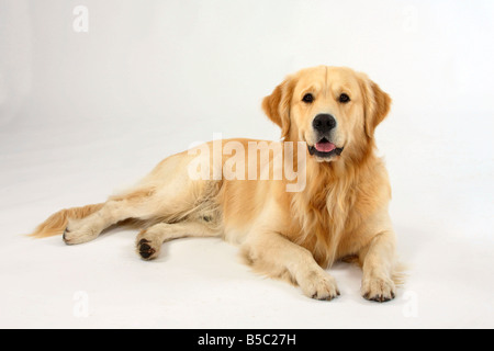 Golden Retriever Stock Photo