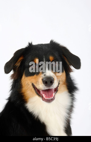 Australian Shepherd tricolor Stock Photo