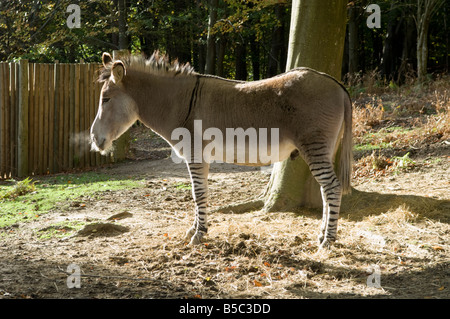 A rare Zeedonk a hybrid cross between a zebra and a donkey at Groombridge Place in Kent England UK Stock Photo