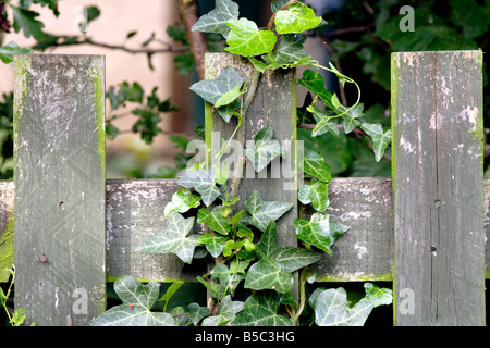 Ivy (Hedera helix) growing over wooden fence post Stock Photo