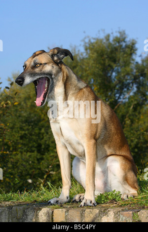Mixed Breed Dog odd eyed Stock Photo