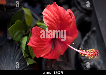 A red flower on the door of Evita's tomb in Recoleta Cemetery, Buenos Aires, Argentina Stock Photo